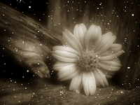 pic for Flower 320X240